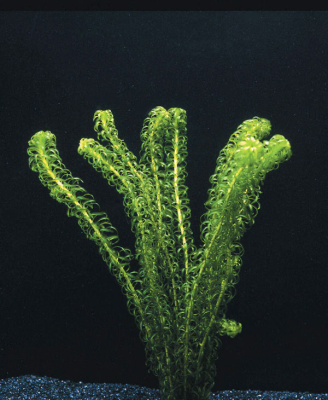 Лагаросифон Курчавый, с грузом